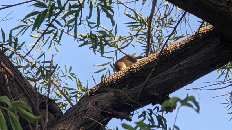Harbor Highlands Park - San Pedro, CA