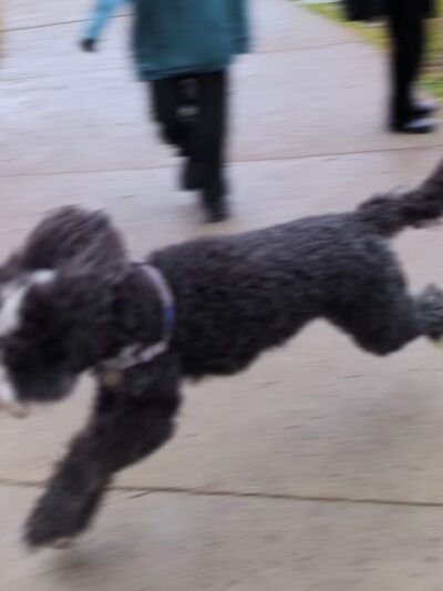 Joan Milke Flores Park - San Pedro, CA