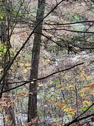 Sandown Town Forest - Sandown, NH