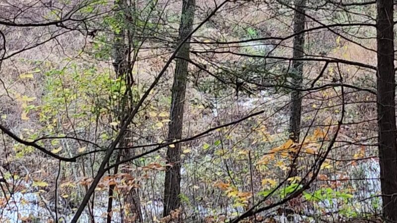 Sandown Town Forest - Sandown, NH