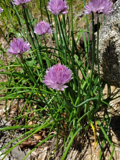 Doublehead Trailhead - Sandwich, NH