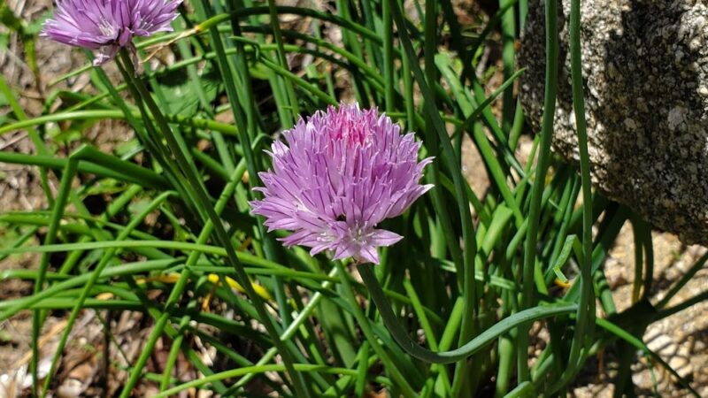 Doublehead Trailhead - Sandwich, NH
