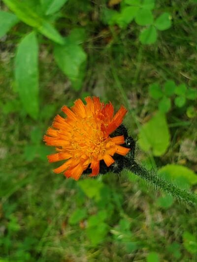 Doublehead Trailhead - Sandwich, NH