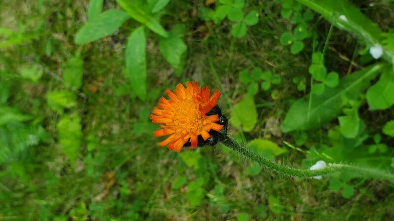 Doublehead Trailhead - Sandwich, NH