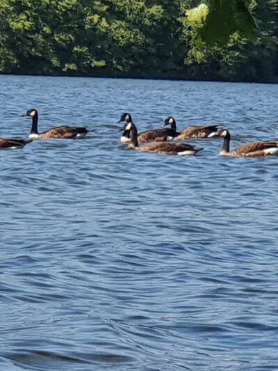 Lake Wilhelm Boat Launch #3 - Sandy Lake, PA