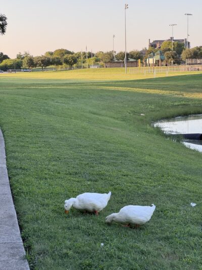 Sanger Sports Park - Sanger, TX