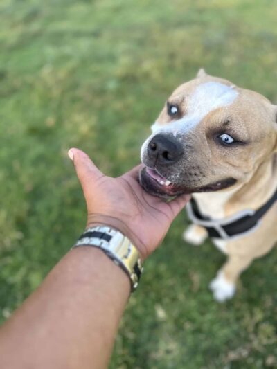 Larry J Marsalli Dog Park - Santa Clara, CA