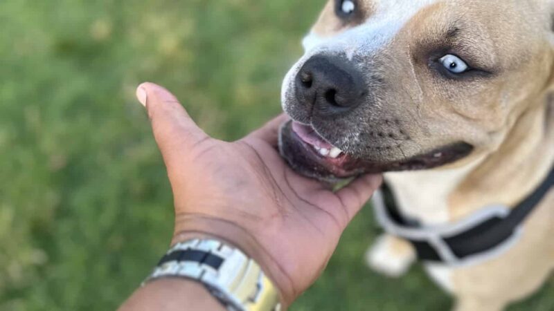 Larry J Marsalli Dog Park - Santa Clara, CA