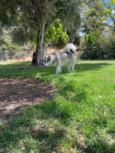 Larry J Marsalli Dog Park - Santa Clara, CA