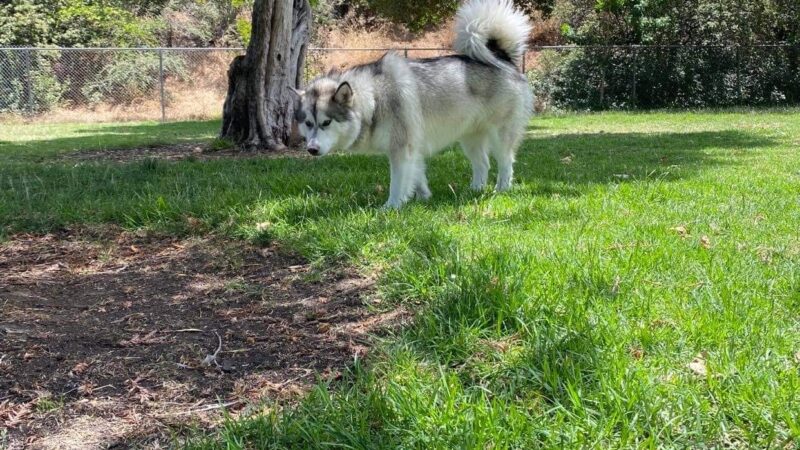 Larry J Marsalli Dog Park - Santa Clara, CA