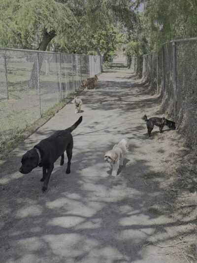 Larry J Marsalli Dog Park - Santa Clara, CA