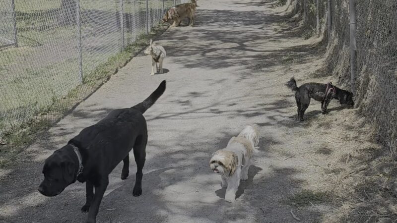 Larry J Marsalli Dog Park - Santa Clara, CA