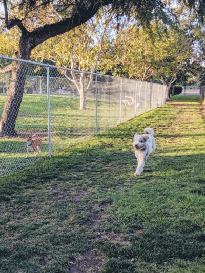 Larry J Marsalli Dog Park - Santa Clara, CA