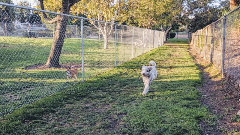 Larry J Marsalli Dog Park - Santa Clara, CA