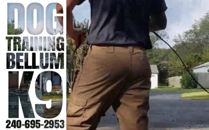 Bellum K9 Inc - Santa Fe, TX