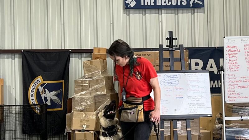 Bellum K9 Inc - Santa Fe, TX