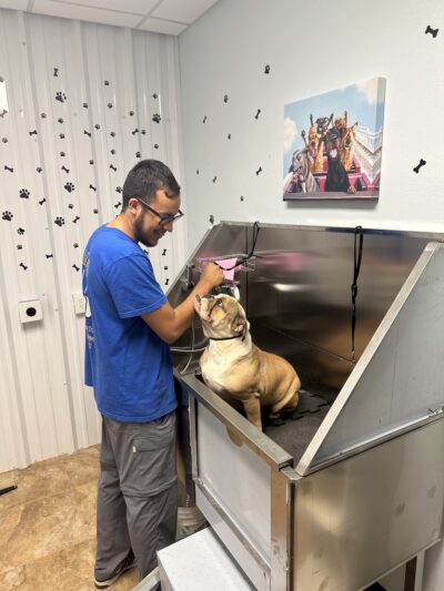 Bellum K9 Inc - Santa Fe, TX