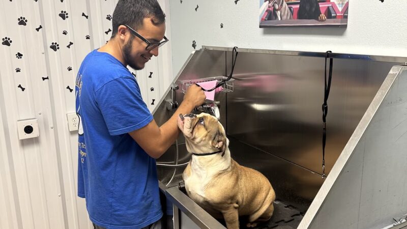 Bellum K9 Inc - Santa Fe, TX