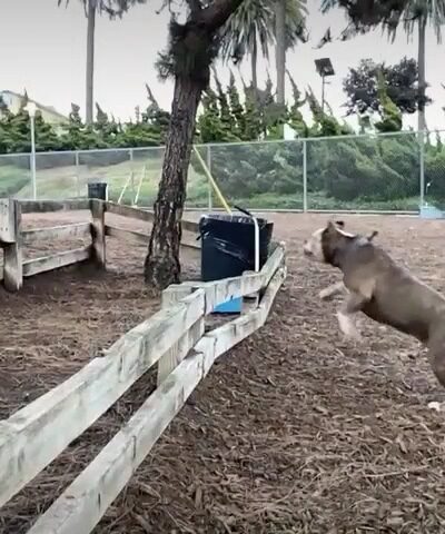Airport Park Dog Park - Santa Monica, CA