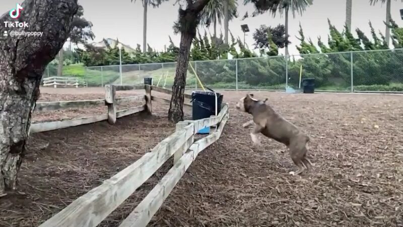 Airport Park Dog Park - Santa Monica, CA