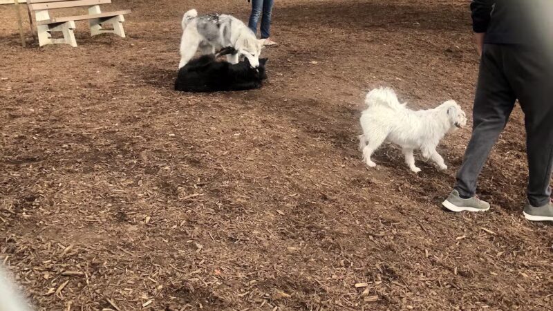 Airport Park Dog Park - Santa Monica, CA