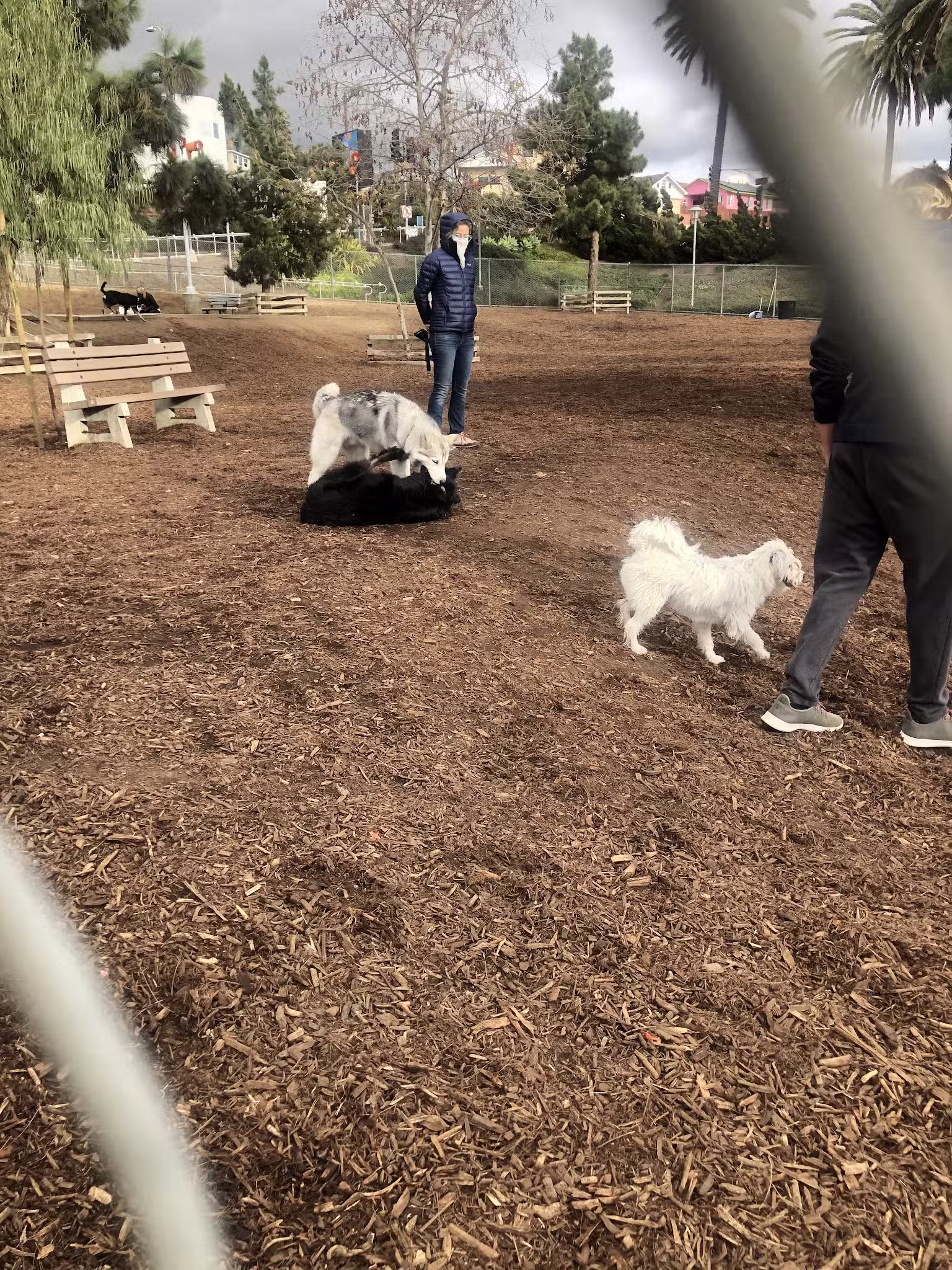 Airport Park Dog Park - Santa Monica, CA