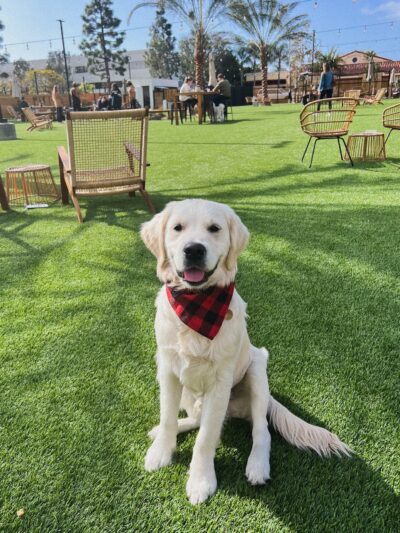 DOG PPL - Santa Monica, CA