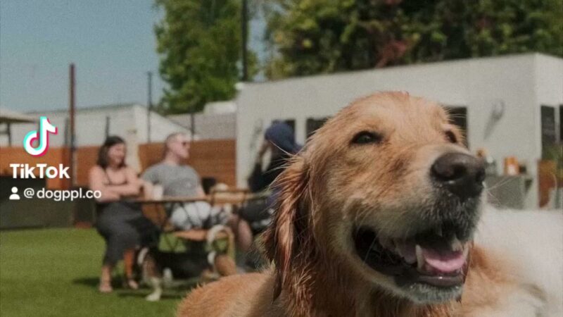 DOG PPL - Santa Monica, CA