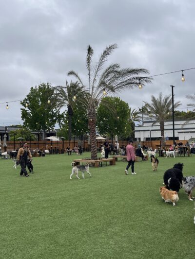 DOG PPL - Santa Monica, CA