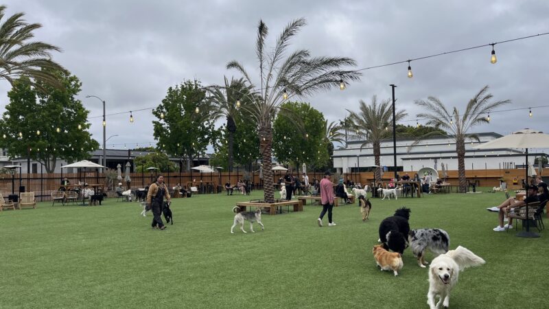 DOG PPL - Santa Monica, CA