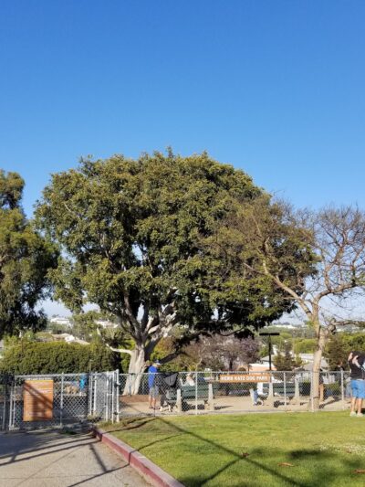 Joslyn Park - Santa Monica, CA