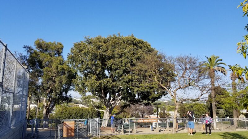 Joslyn Park - Santa Monica, CA