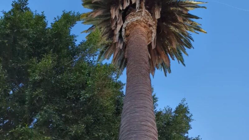 Pacific Street Park - Santa Monica, CA