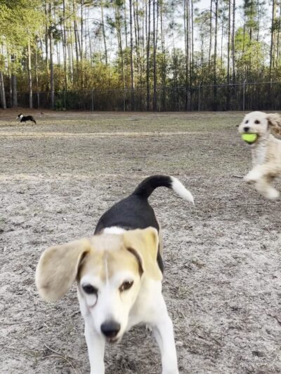 Walton County Dog Park - Santa Rosa Beach, FL