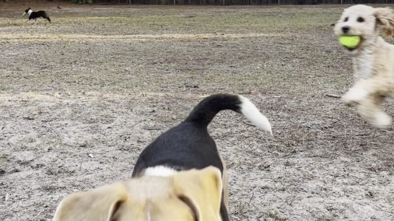 Walton County Dog Park - Santa Rosa Beach, FL