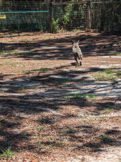 Walton County Dog Park - Santa Rosa Beach, FL