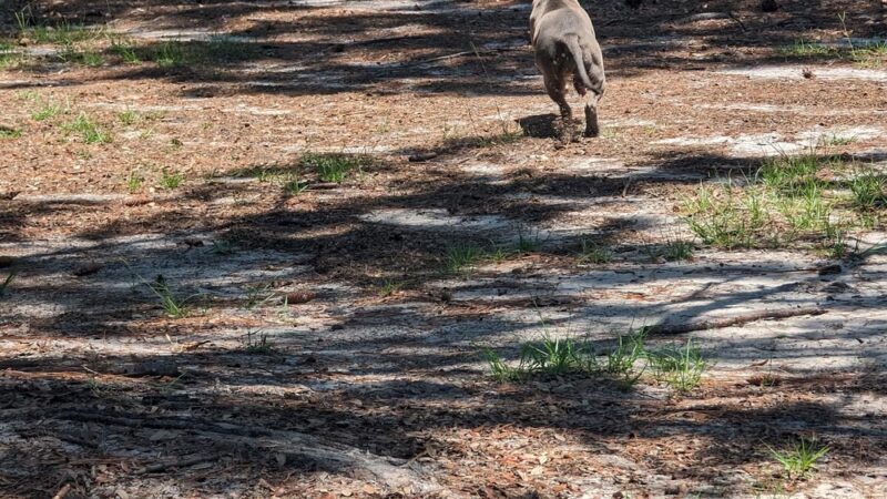 Walton County Dog Park - Santa Rosa Beach, FL