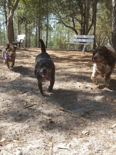 Walton County Dog Park - Santa Rosa Beach, FL
