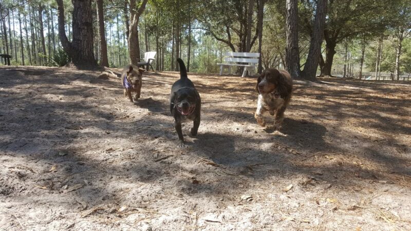 Walton County Dog Park - Santa Rosa Beach, FL