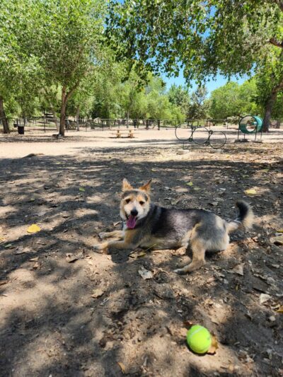 Santee Dog Park - Santee, CA