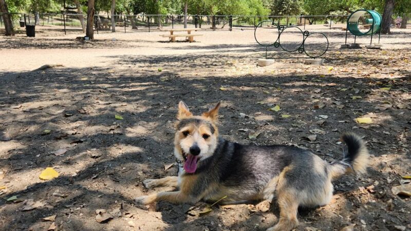 Santee Dog Park - Santee, CA