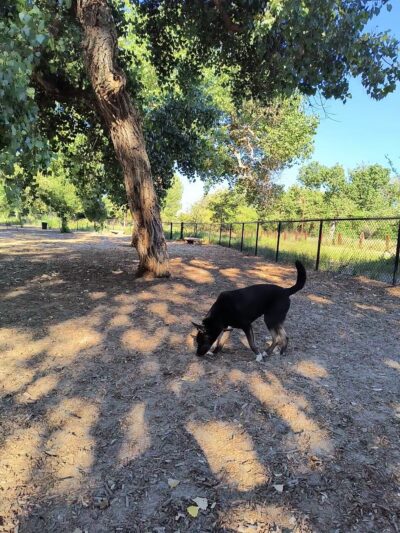 Santee Dog Park - Santee, CA