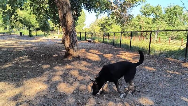 Santee Dog Park - Santee, CA