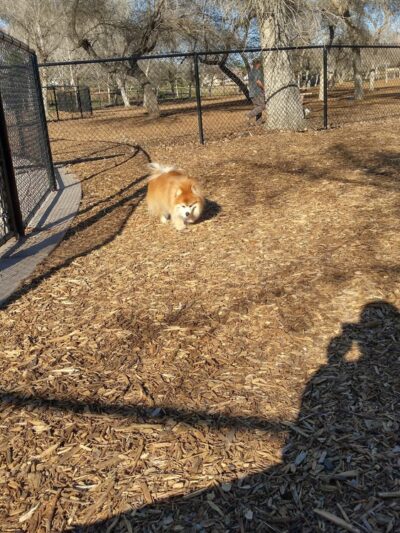 Santee Dog Park - Santee, CA