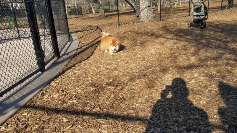 Santee Dog Park - Santee, CA