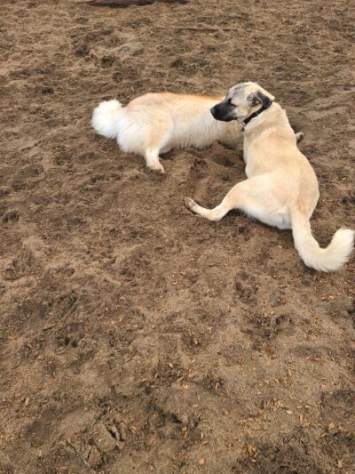 Santee Dog Park - Santee, CA