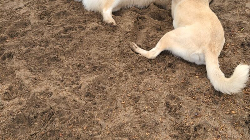 Santee Dog Park - Santee, CA