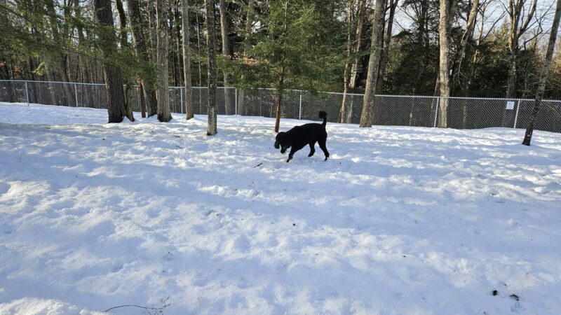 Dog Park - Saranac Lake, NY