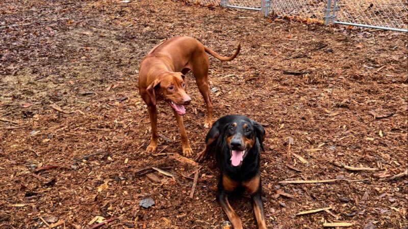 Dog Park - Saranac Lake, NY