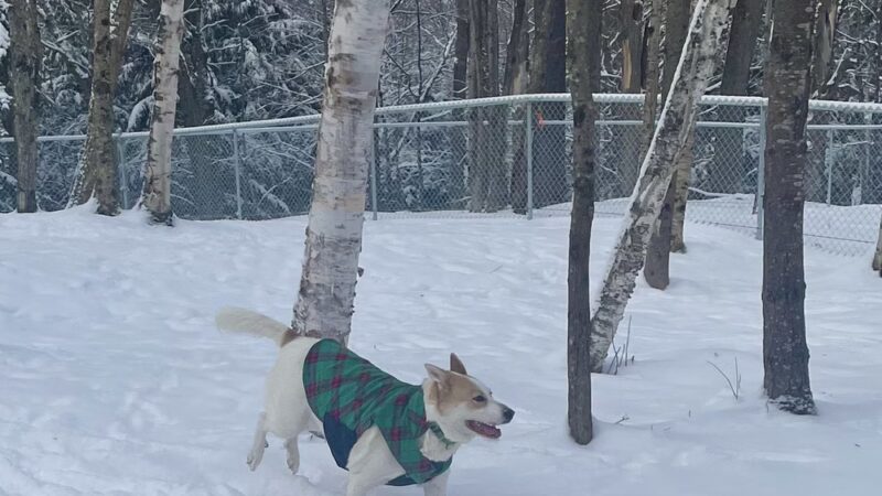 Dog Park - Saranac Lake, NY